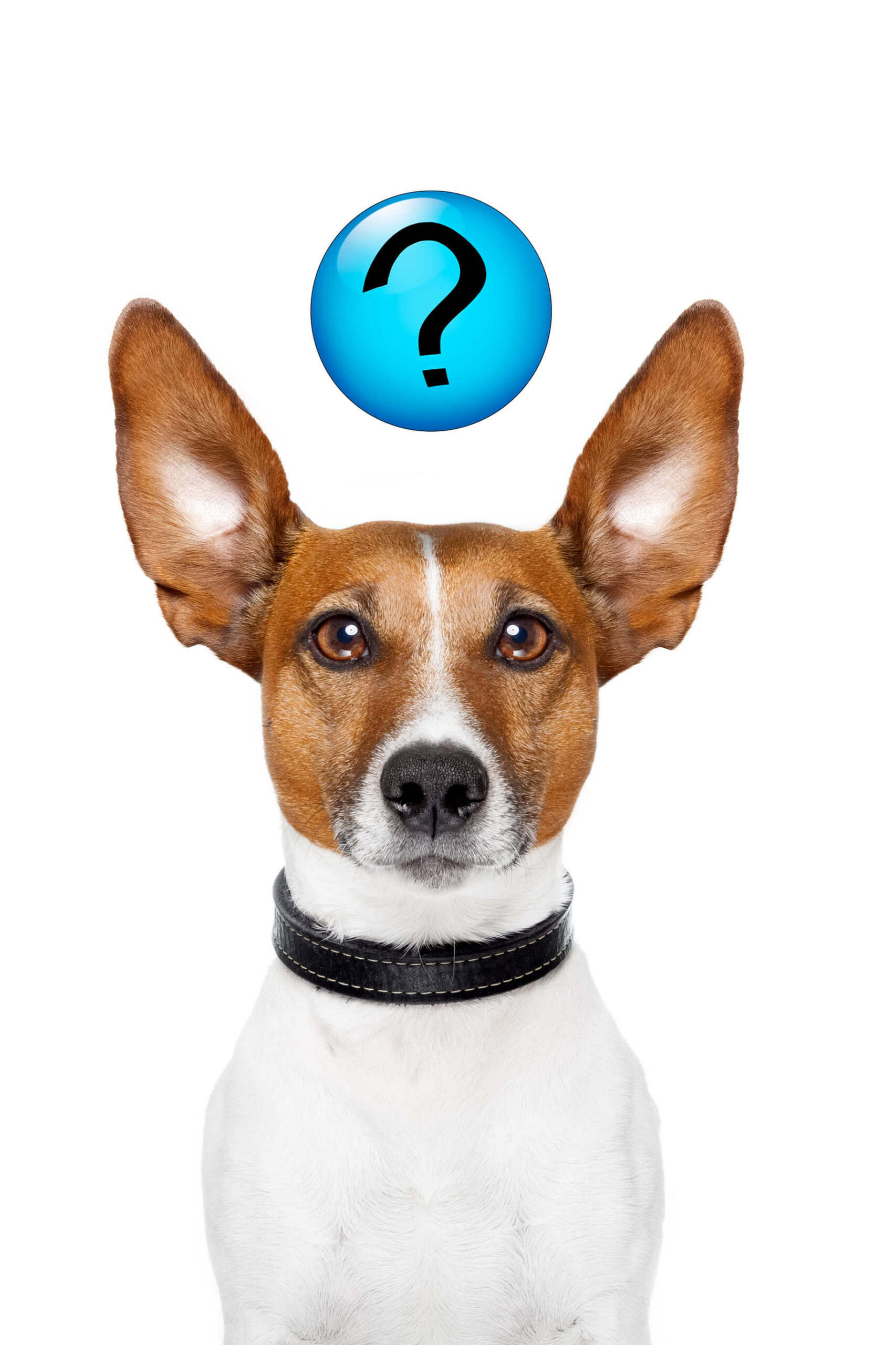 Texas Animal Cruelty Laws 2023 Texas Animal Cruelty Laws 2023